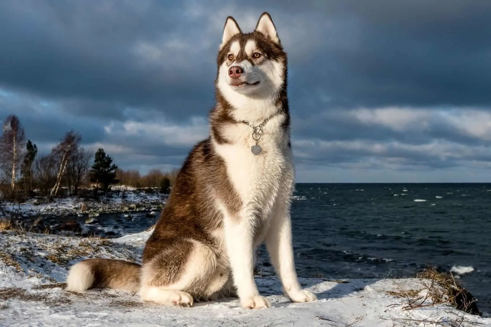 do siberian huskies bark a lot