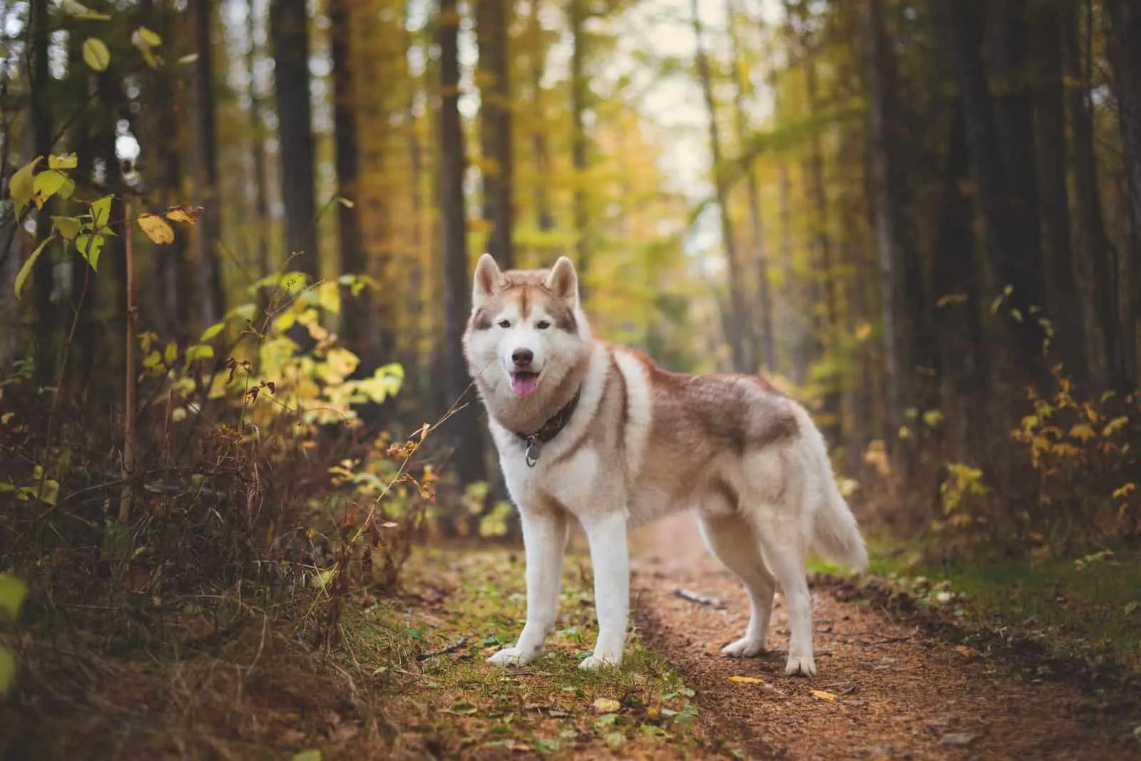 Siberian Husky dog standing in the bright enchanting fall forest