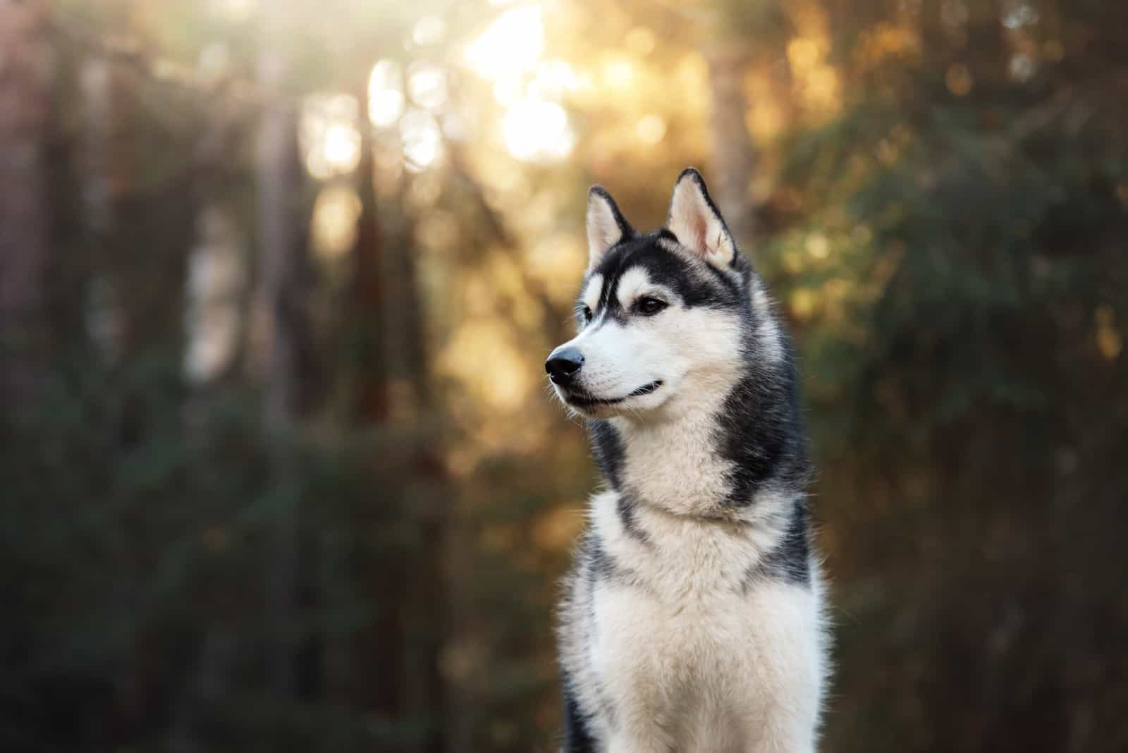 Siberian Husky standing in forest