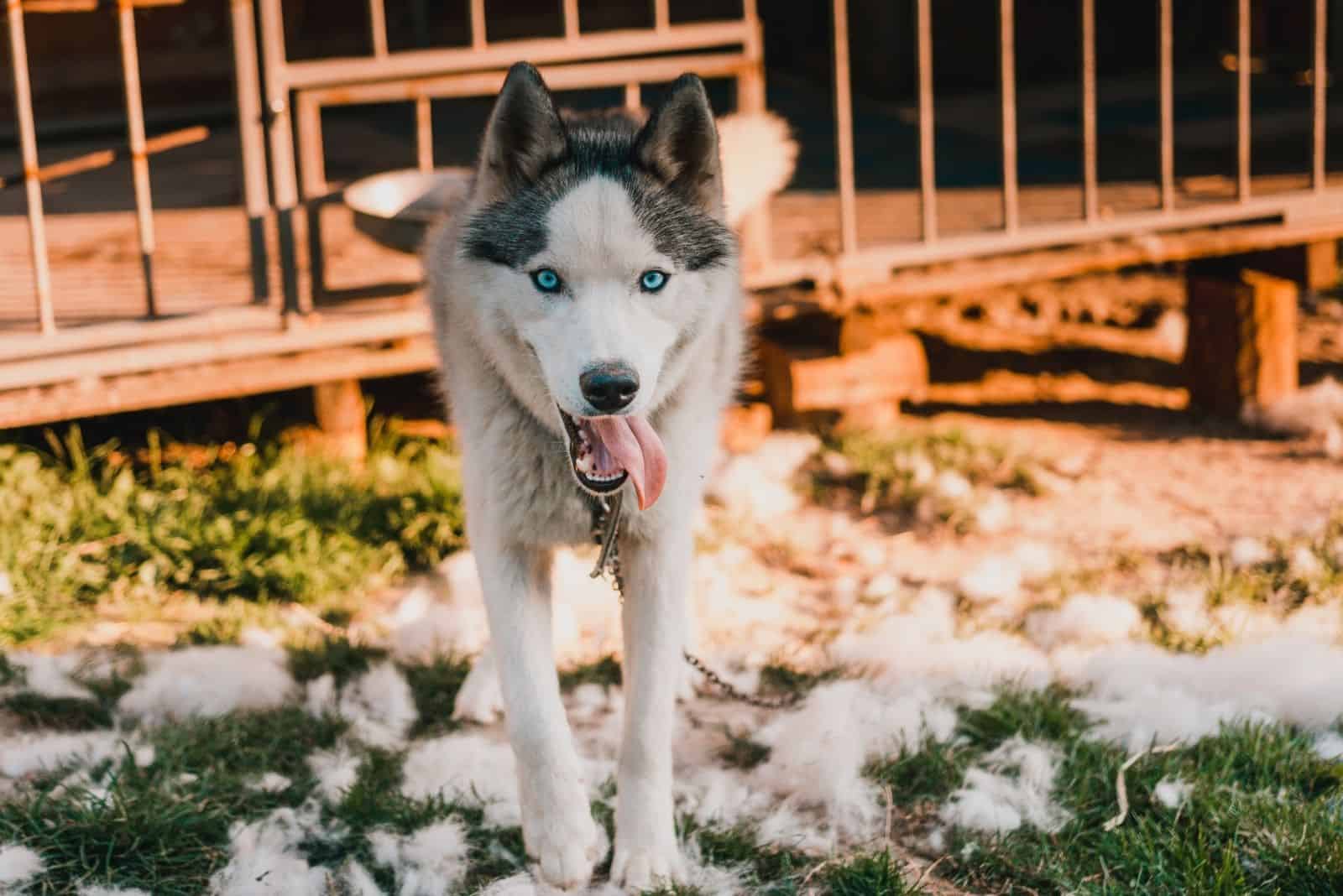 Siberian Husky walks near his cage chained to a collar shedding fur