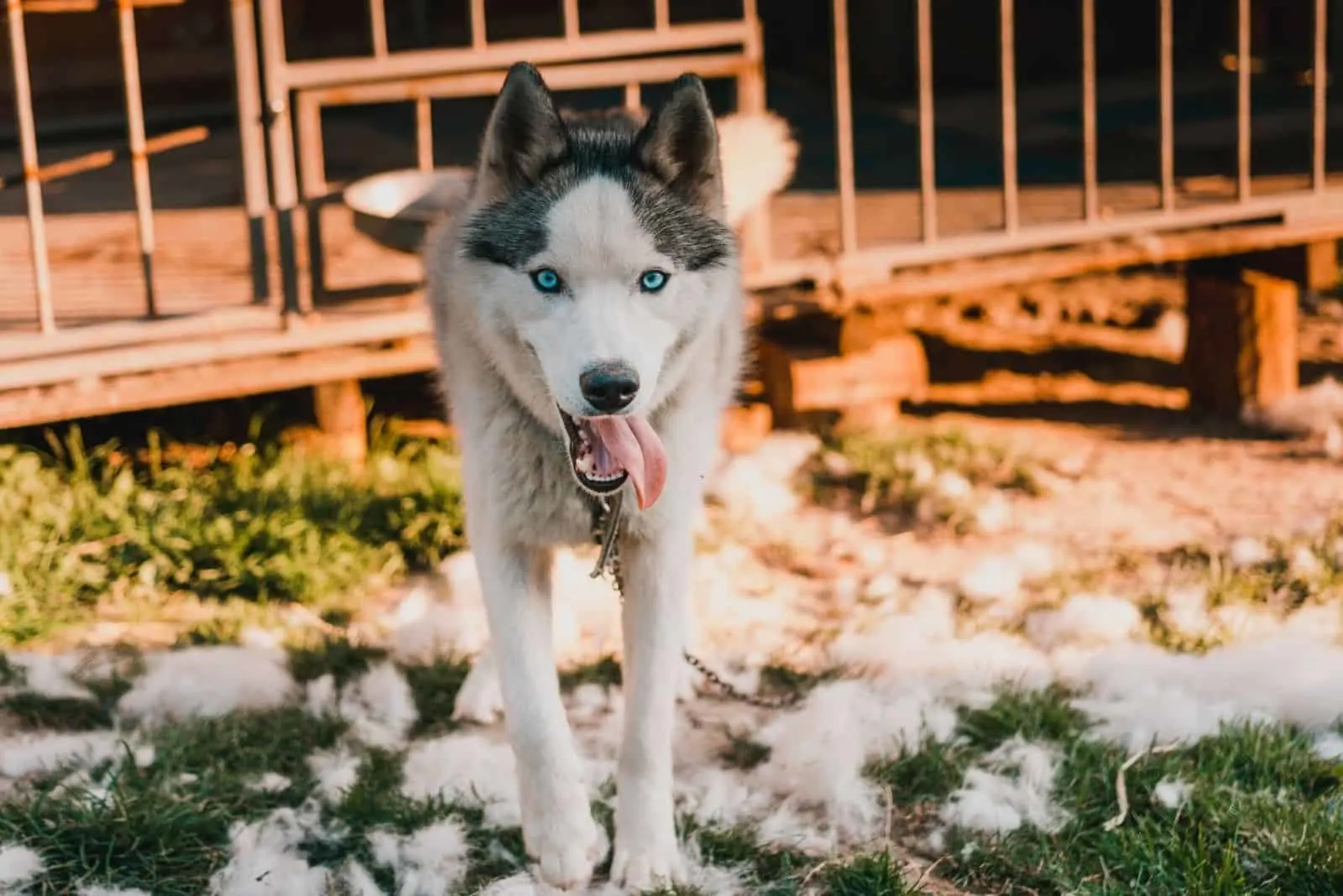 Siberian Husky walks near his cage chained to a collar shedding fur