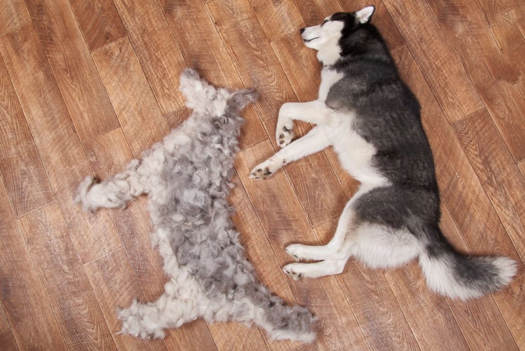 Do Siberian Huskies Shed? Husky Grooming And Care Advice