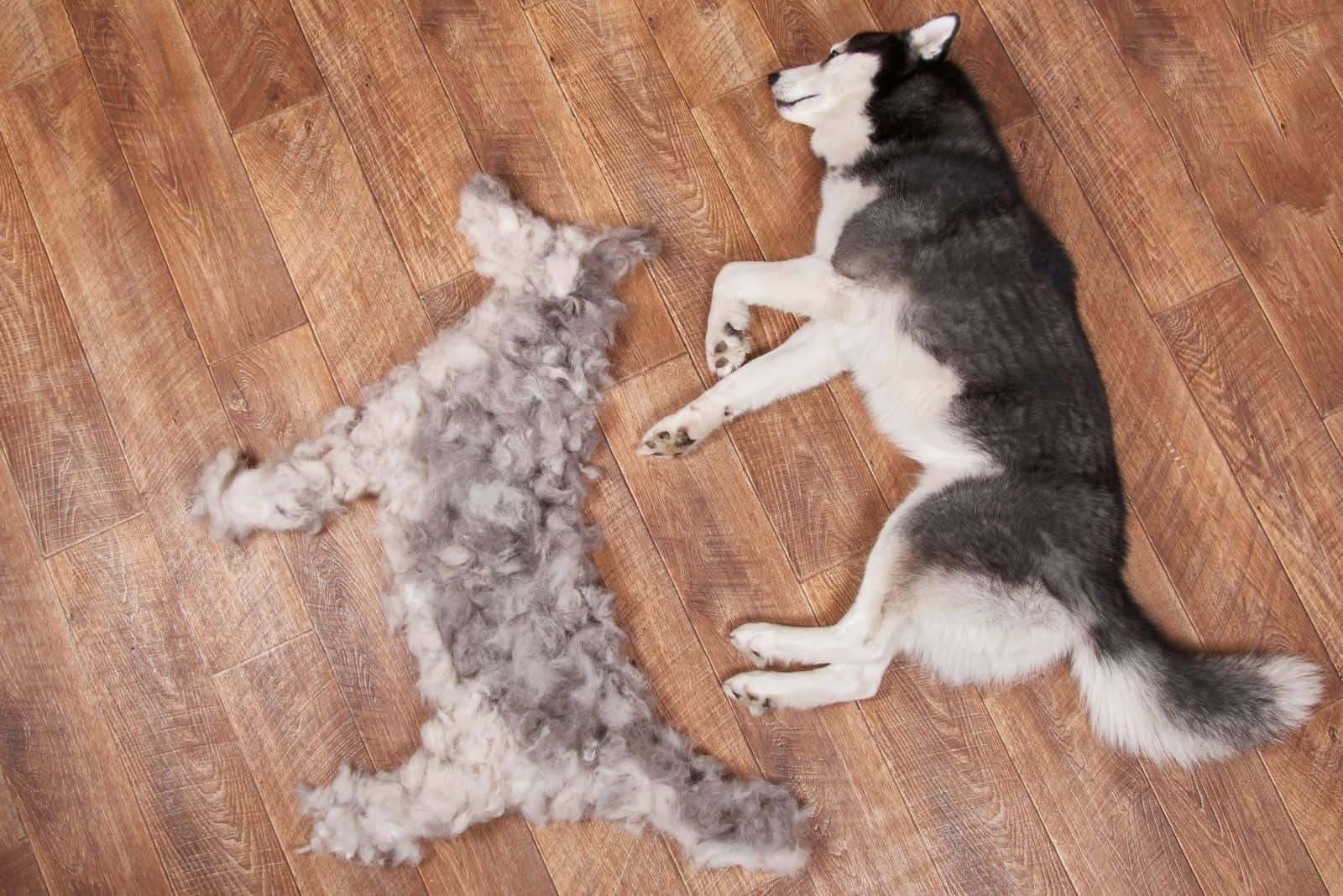 Siberian husky lying next to its combed-out seasonal undercoat. 