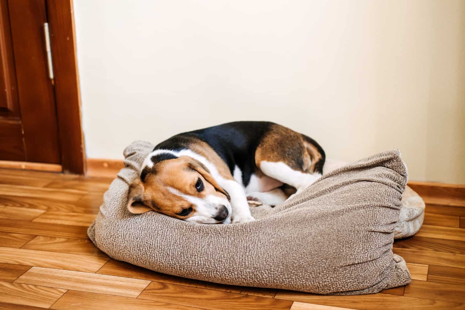 Sick Beagle Puppy is lying on dog bed on the floor
