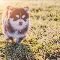cute teacup pomsky in park