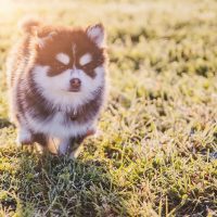 cute teacup pomsky in park