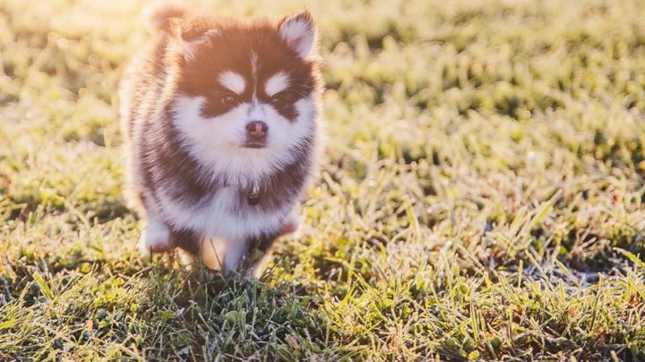 Teacup Pomsky: All You Ever Wanted To Know About Them