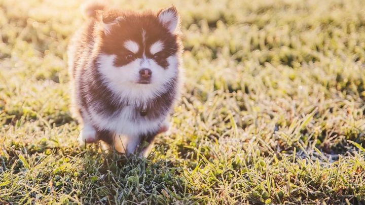 Teacup Pomsky: All You Ever Wanted To Know About Them