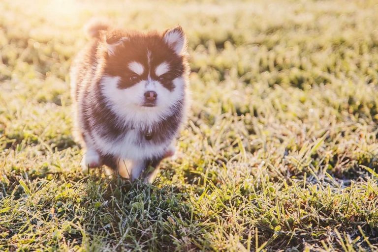 cute teacup pomsky in park