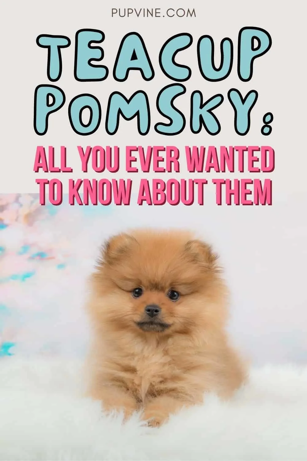 Teacup Pomsky All You Ever Wanted To Know About Them