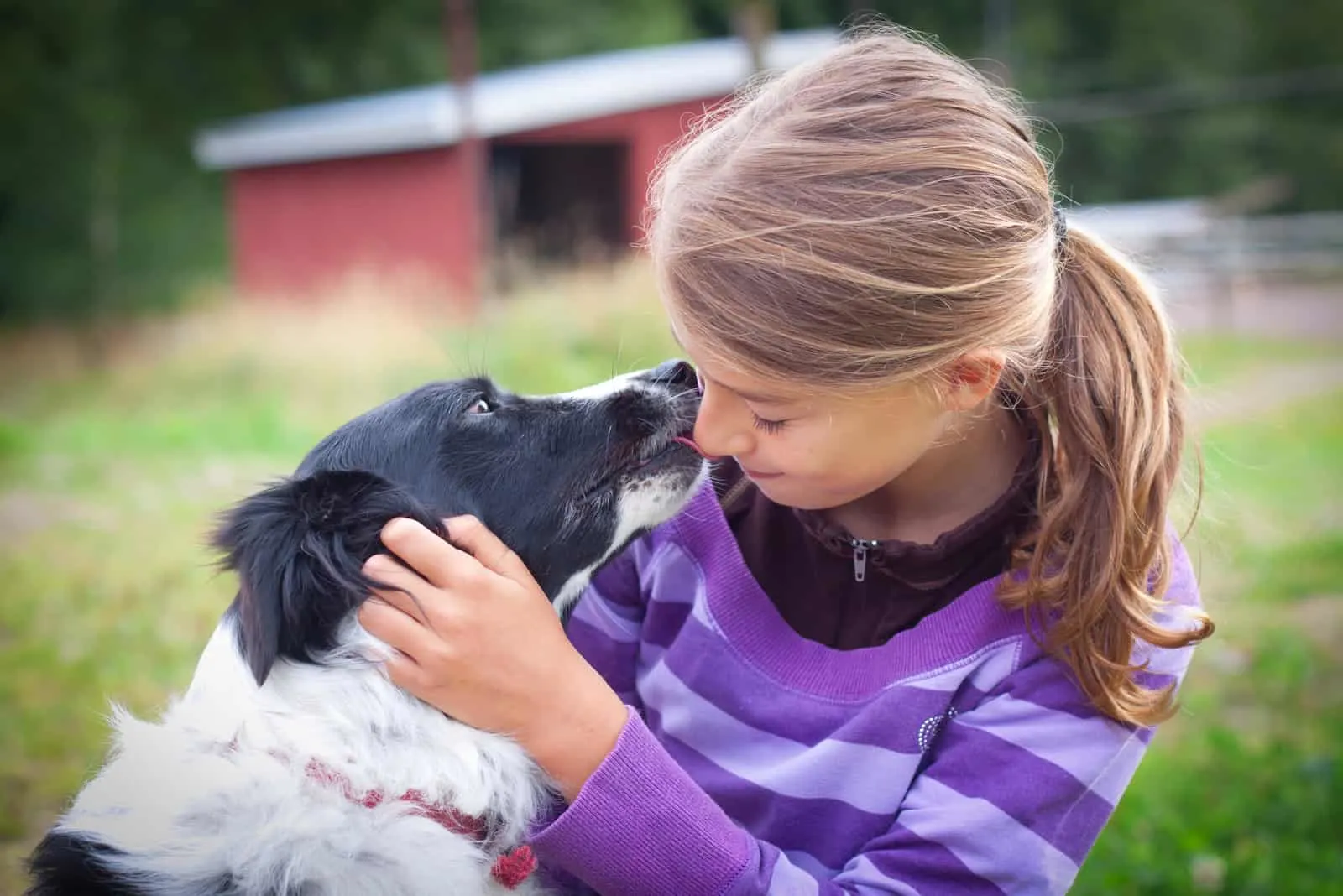 Teenage child with border collie