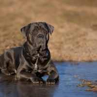 cane corso in a frozen puddle