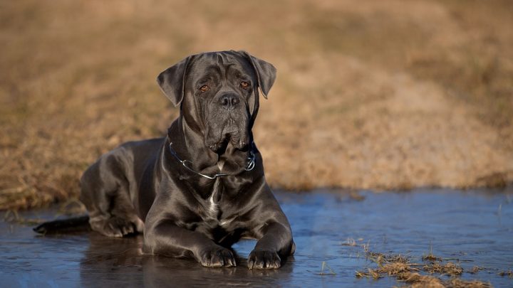 The Cane Corso Lifespan: How Long Will Your Dog Be Around
