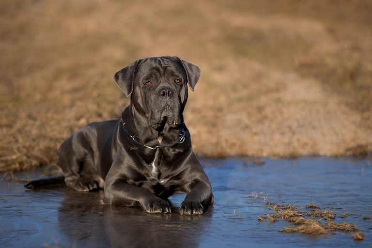 cane corso in a frozen puddle