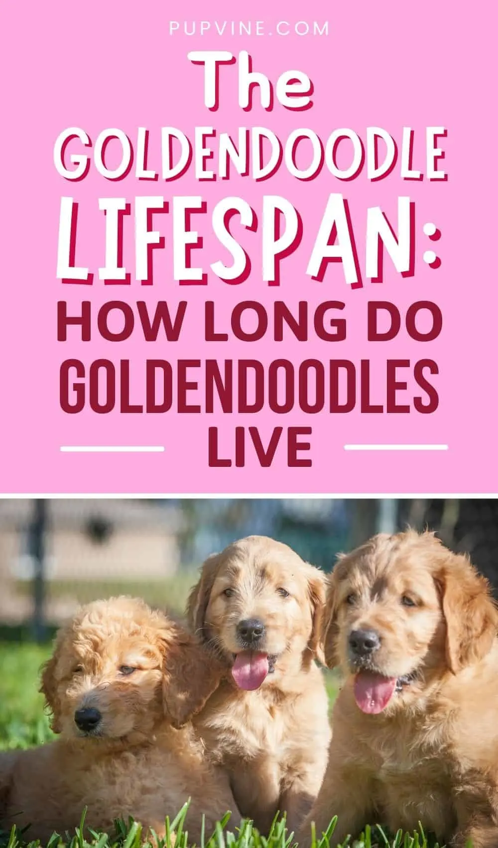 The Goldendoodle Lifespan How Long Do Goldendoodles Live