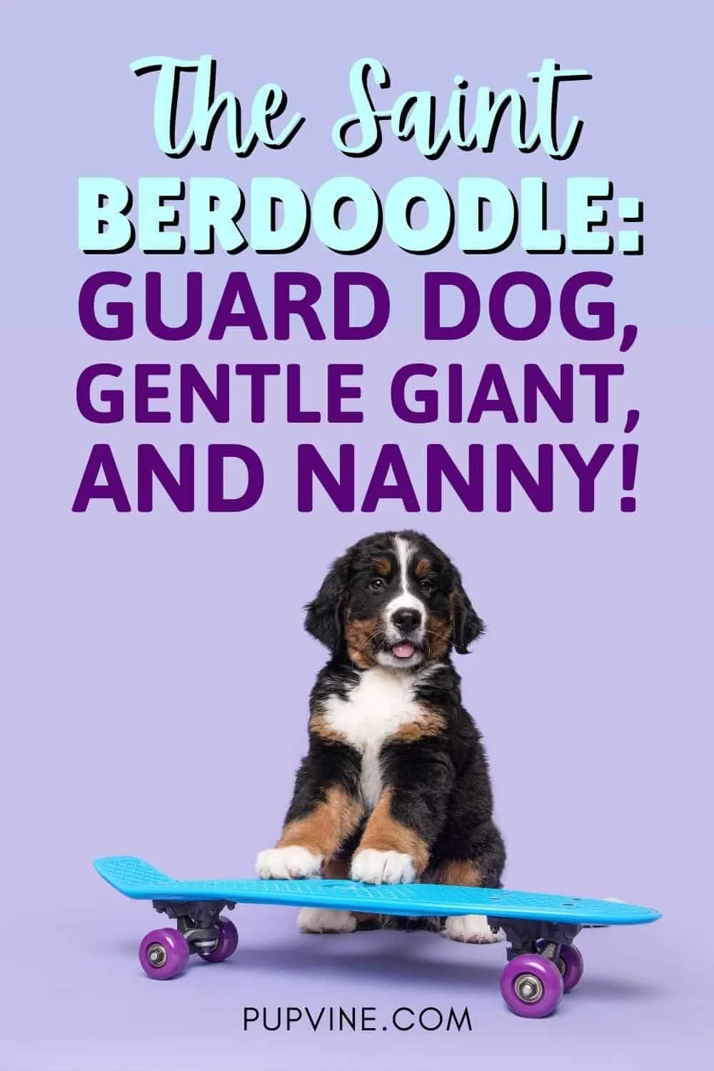 The Saint Berdoodle Guard Dog, Gentle Giant, And Nanny!