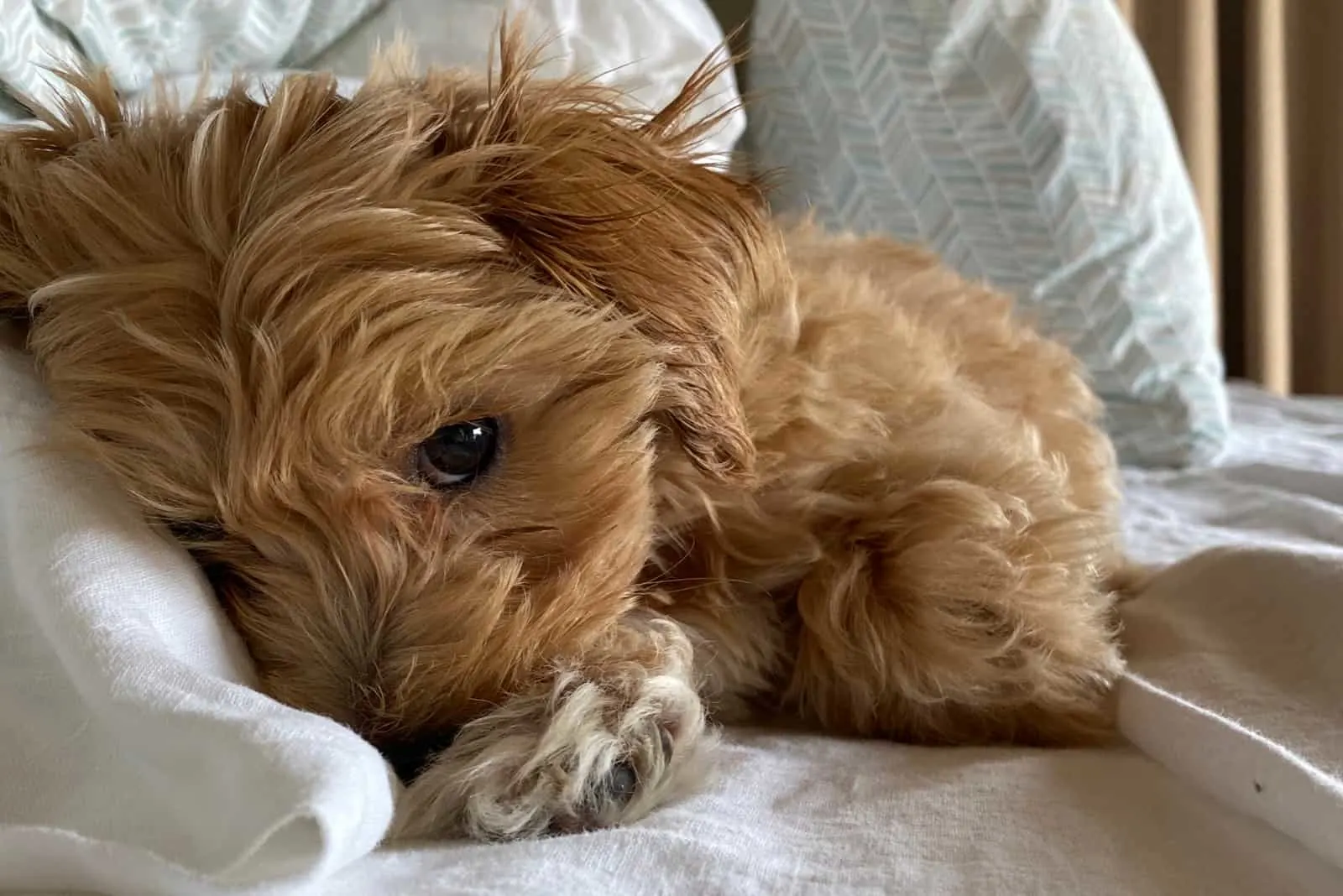 Tiny brown fluffy morkiepoo puppy