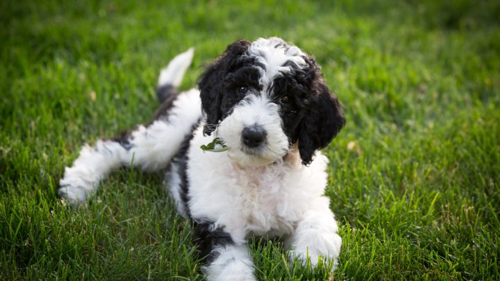 Top 8 Best Sheepadoodle Breeders In 2022 – Puppy Price And Breeding Information