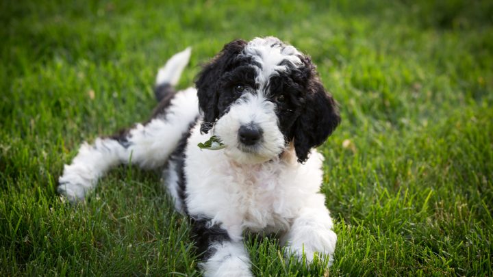 Top 8 Sheepadoodle Breeders: Puppy Price & Other Info