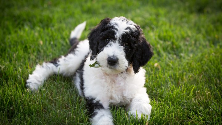 Goldendoodle, Sheepadoodle and Bernedoodle Puppies - Double U Doodles