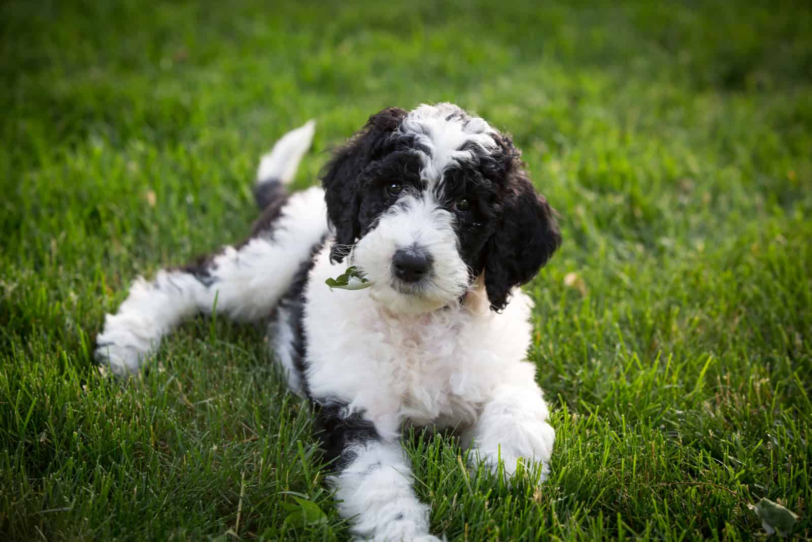 Sheepadoodle puppy lying in the yard
