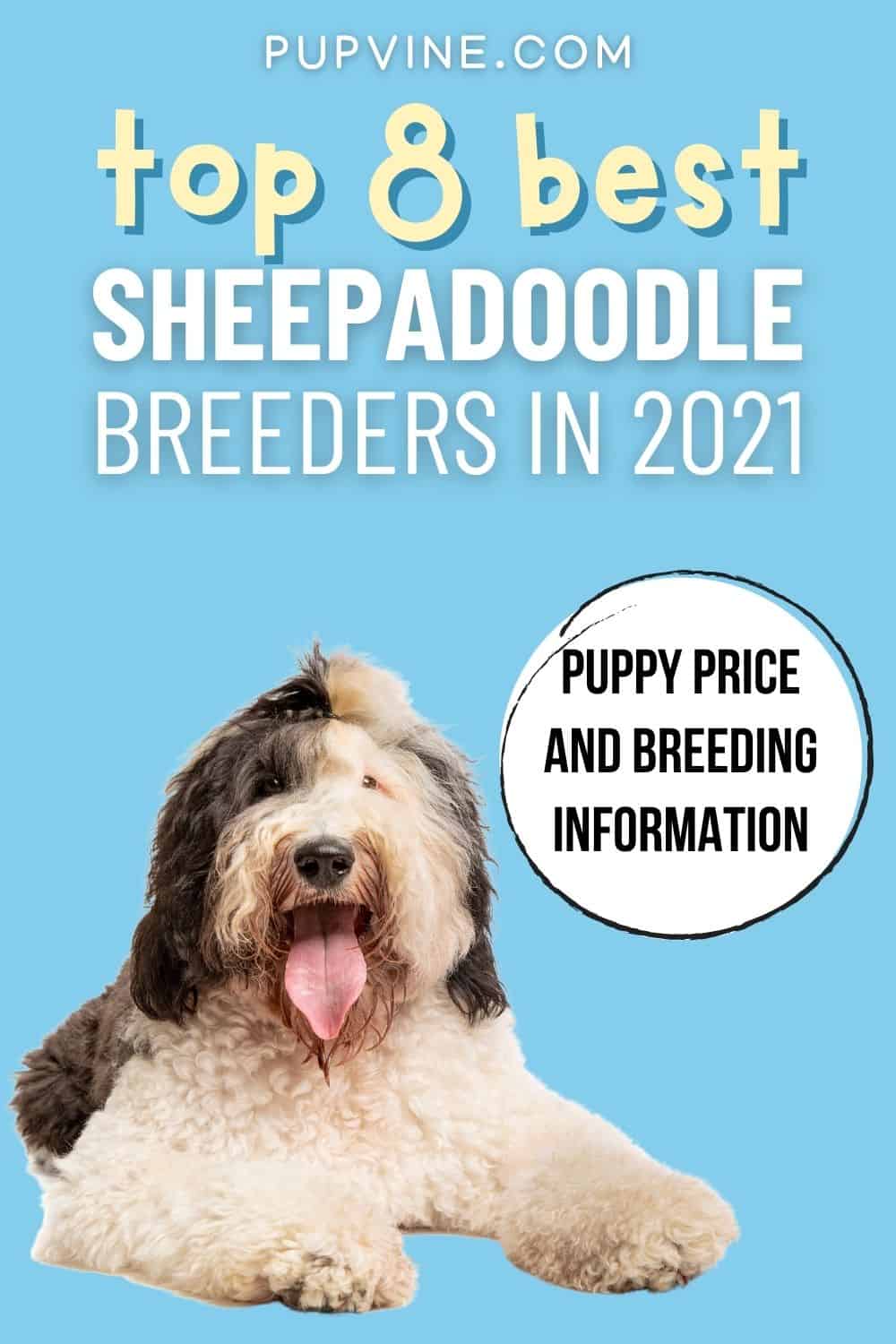 Top 8 Best Sheepadoodle Breeders In 2021 – Puppy Price And Breeding Information