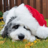 cute sheepadoodle with a santa hat lying down on ground