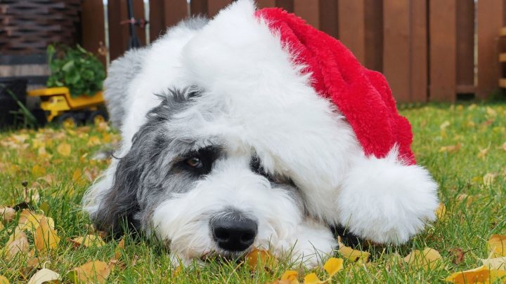 Are Sheepadoodles Hypoallergenic? Here’s The Real Answer