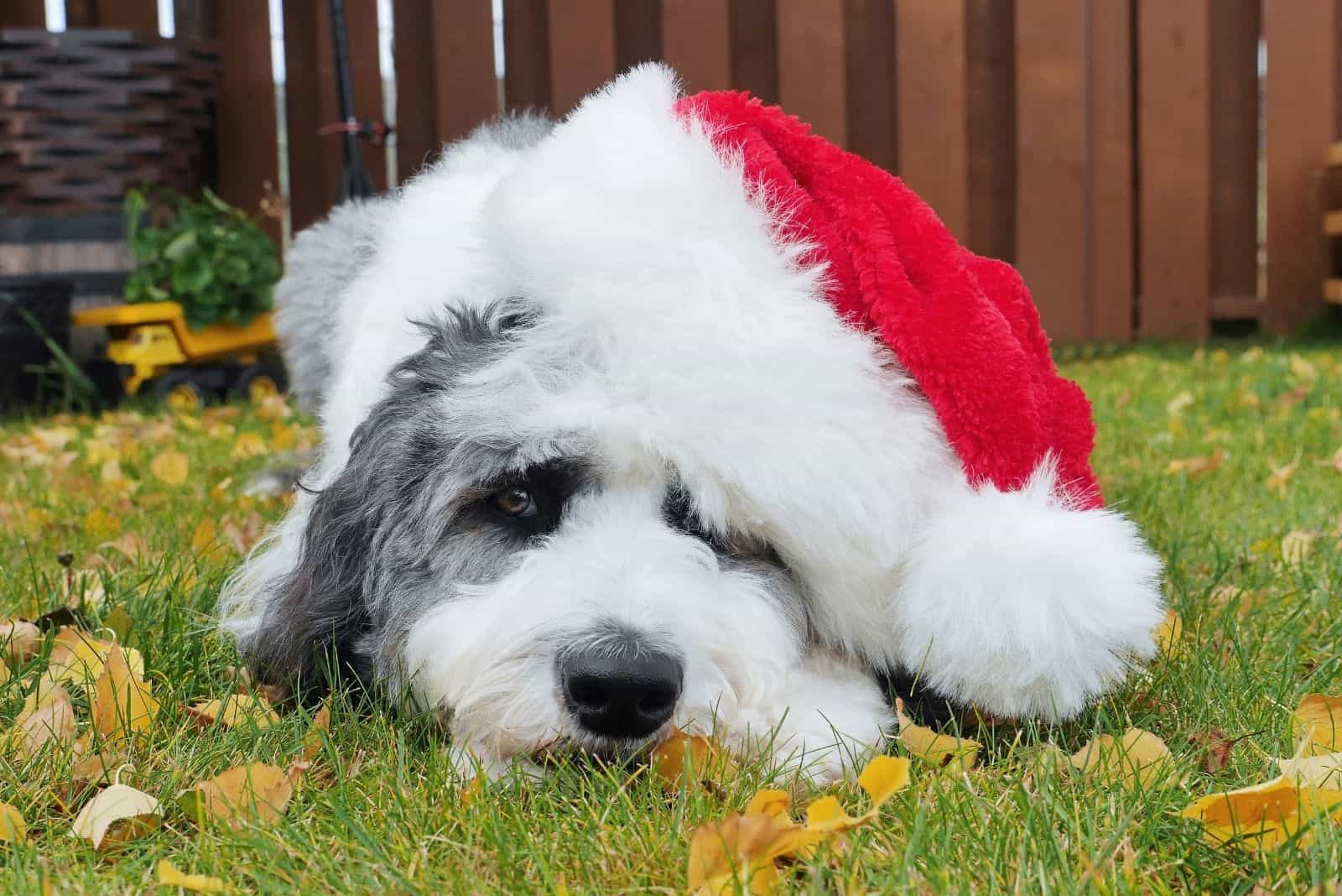 cute sheepadoodle with a santa hat lying down on ground