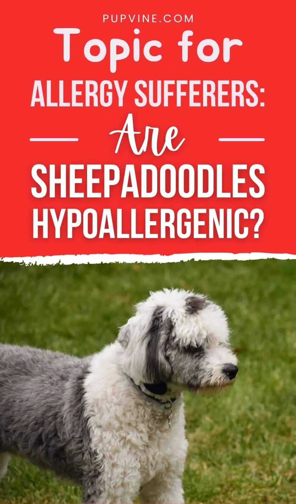 Topic For Allergy Sufferers: Are Sheepadoodles Hypoallergenic?