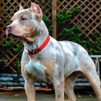 merle tri color pitbull