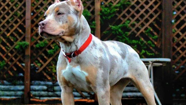 Tri Color Pitbull – What Color Combinations Are There? Genetics Explained