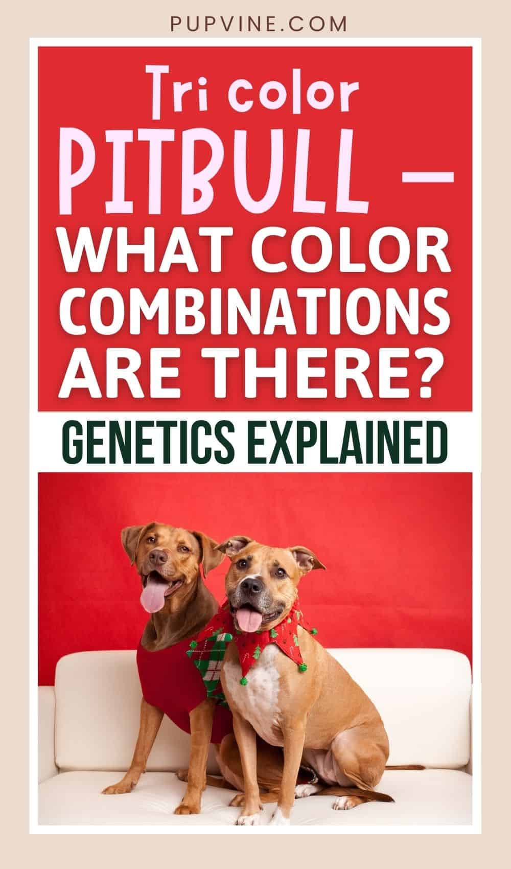 Tri Color Pitbull – What Color Combinations Are There Genetics Explained