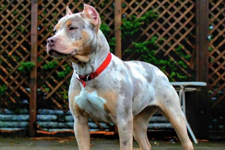 merle tri color pitbull