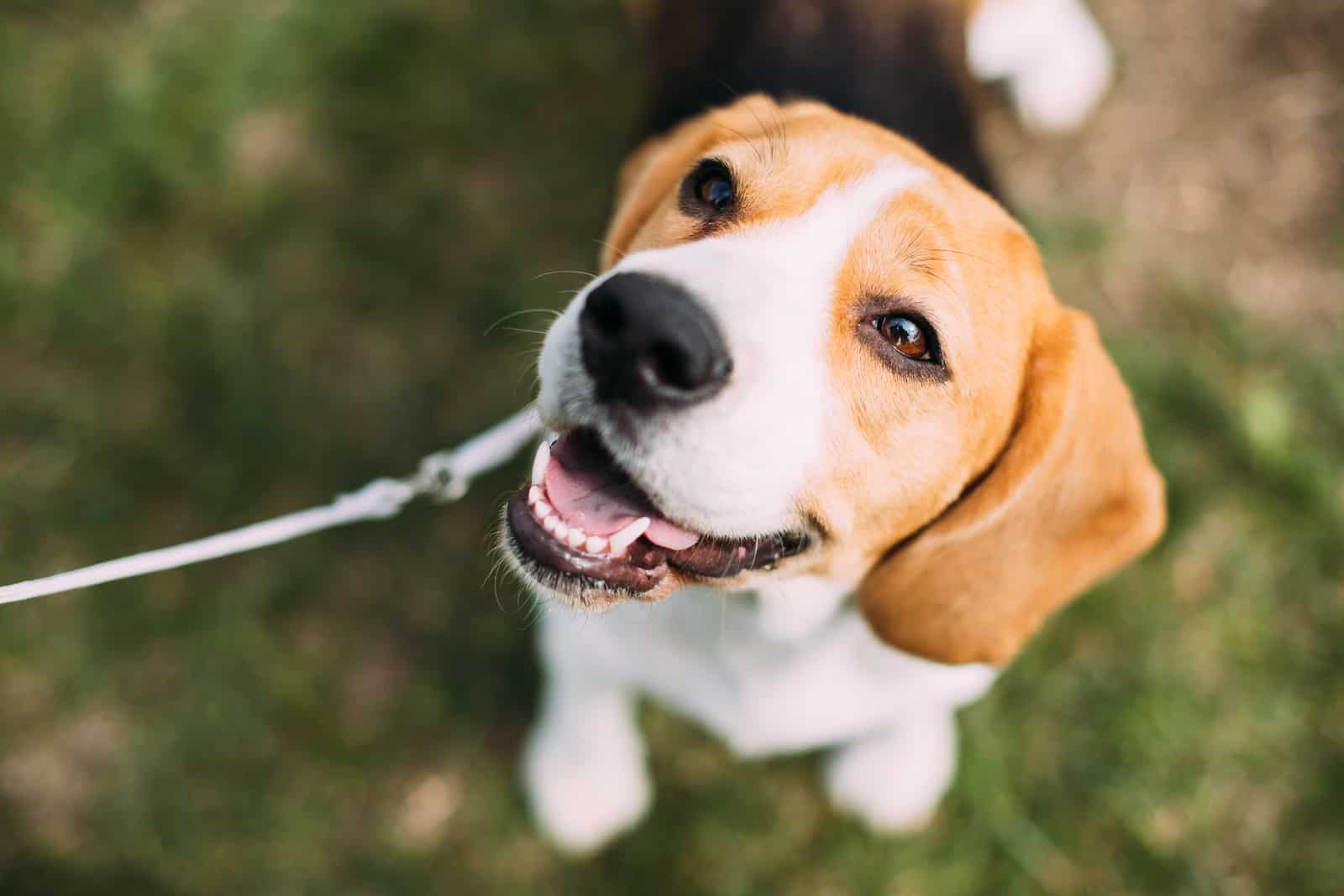 Tricolor Puppy Of English Beagle Sitting On Green Grass