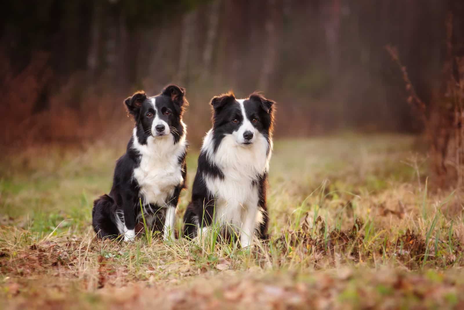 Two Border Collies in the woods