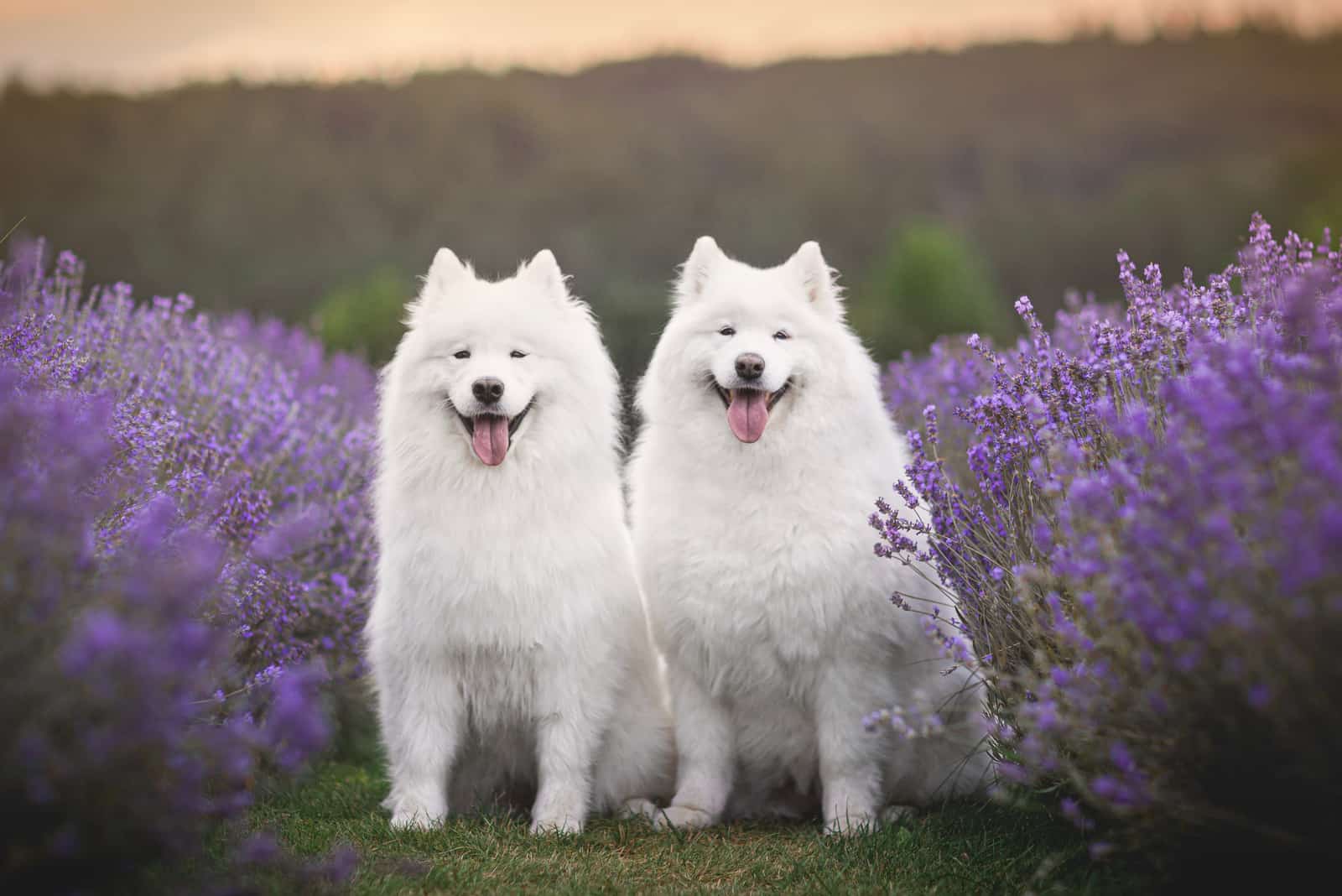 Two samoyed dogs in lavender field