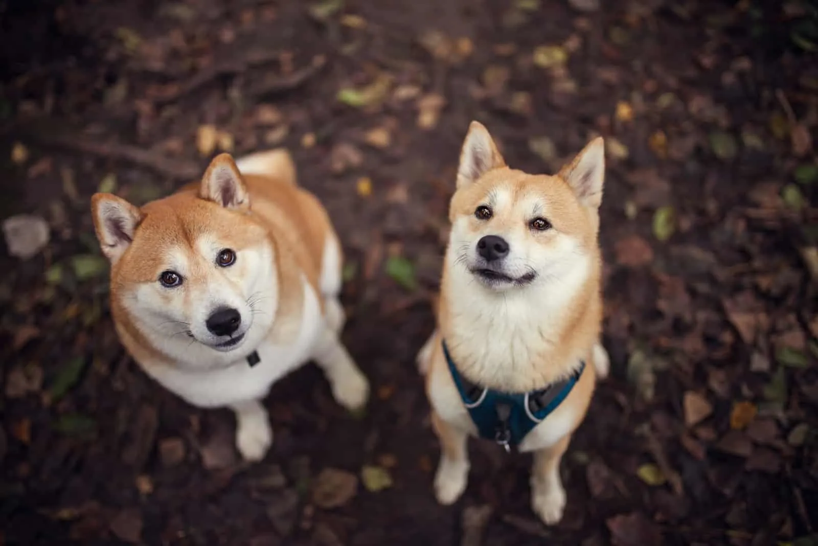 Two shiba inus sitting outdoors