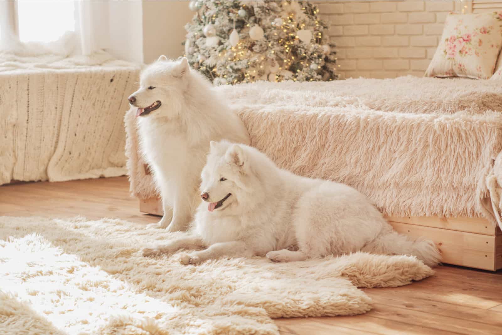 Two white Samoyed dogs are sitting on a fluffy carpet
