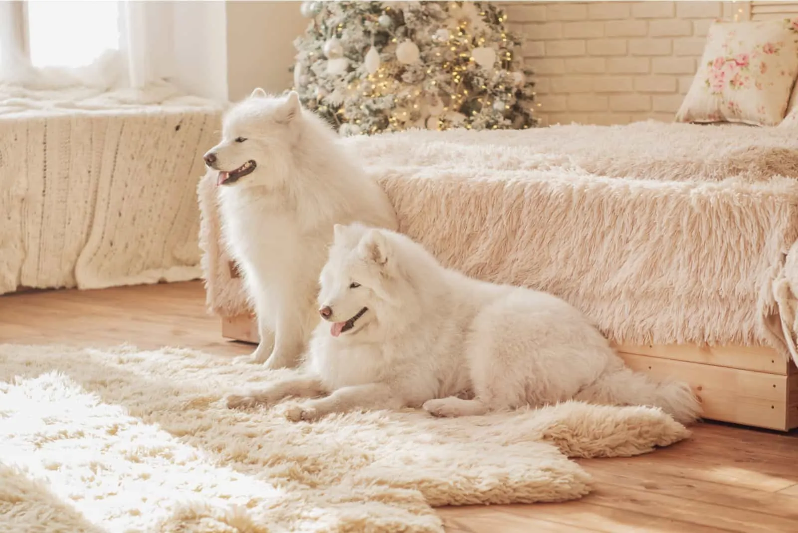 Two white Samoyed dogs are sitting on a fluffy carpet