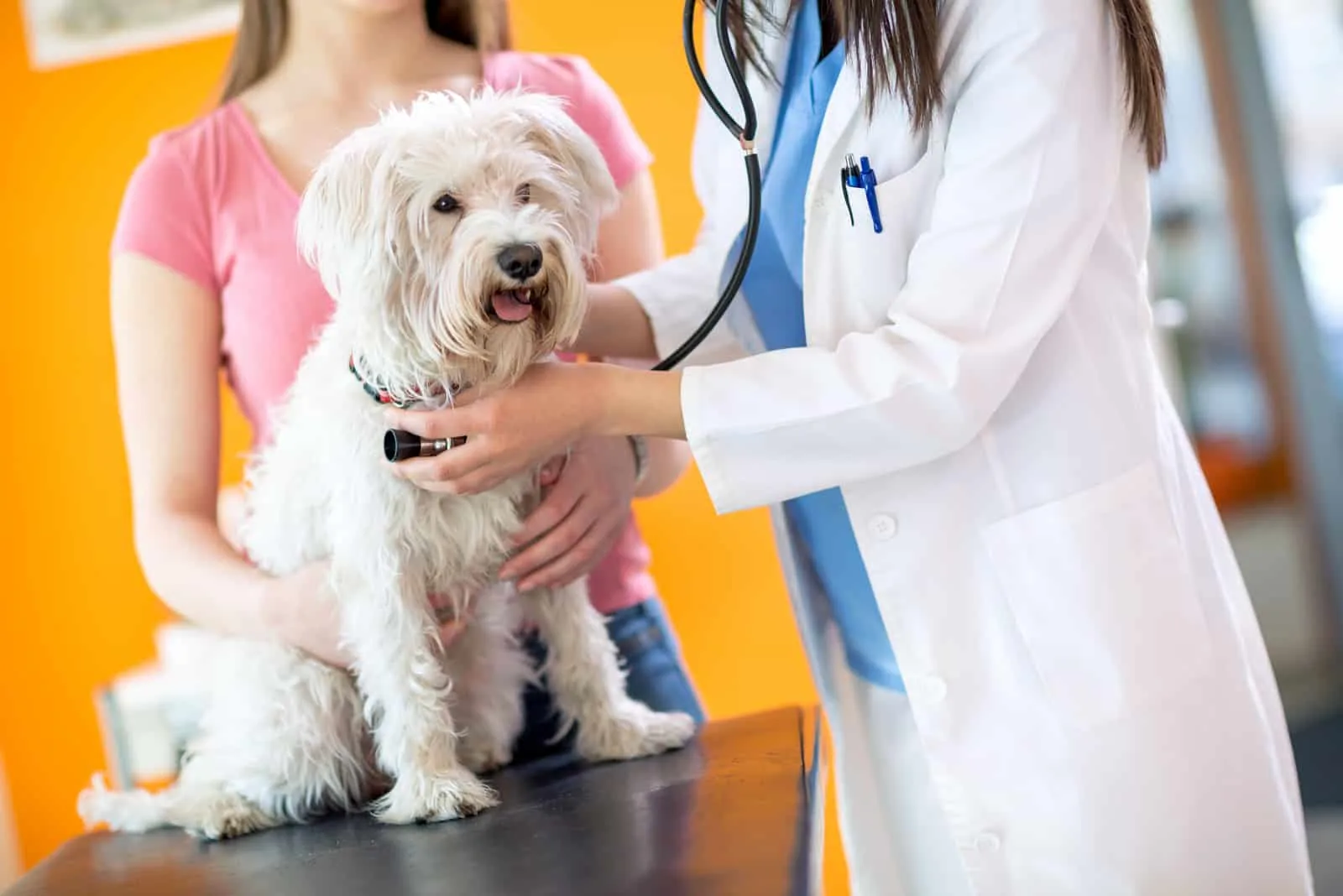 Veterinarian checking up sick Maltese dog