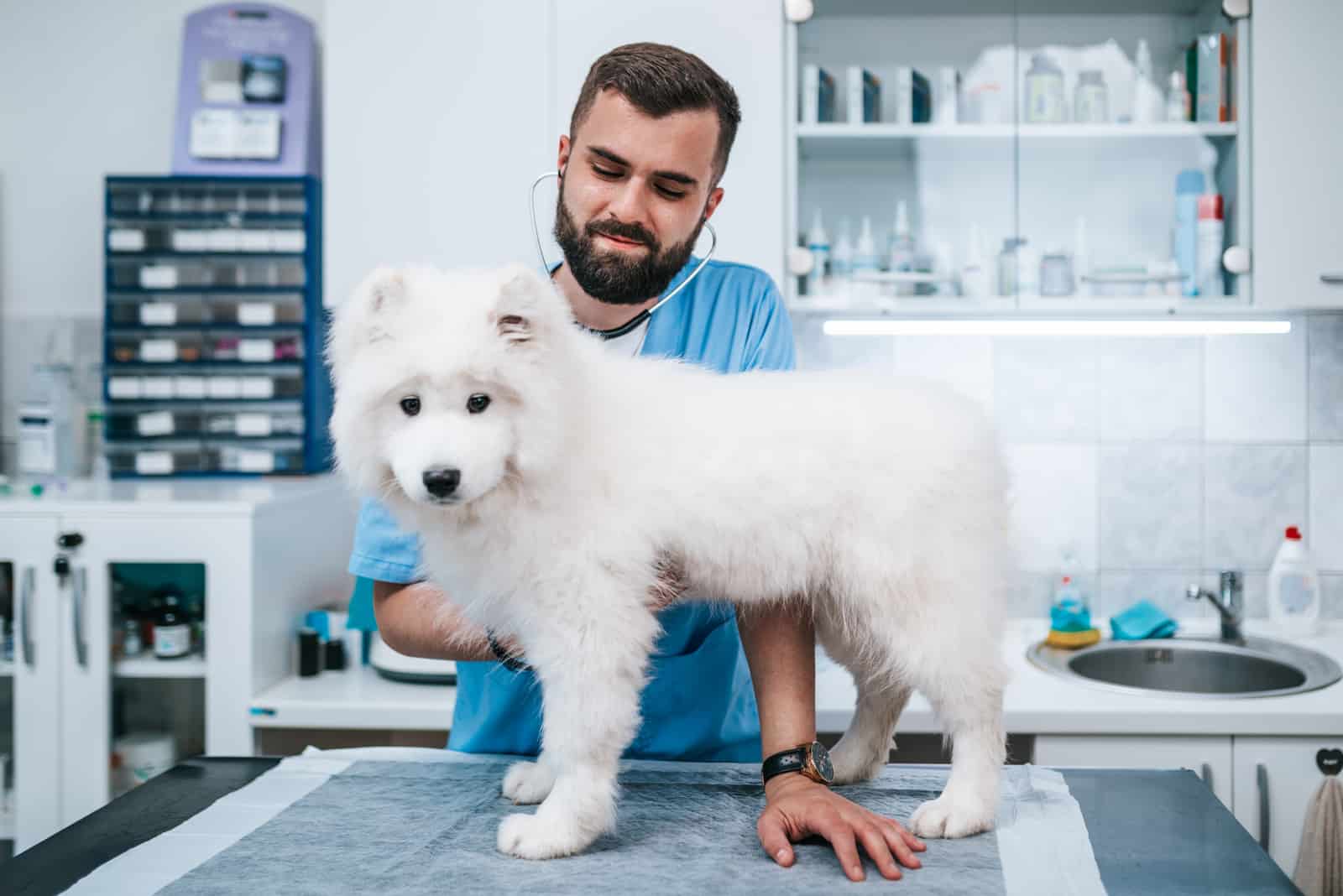 Veterinarian doctor and a samoyed puppy