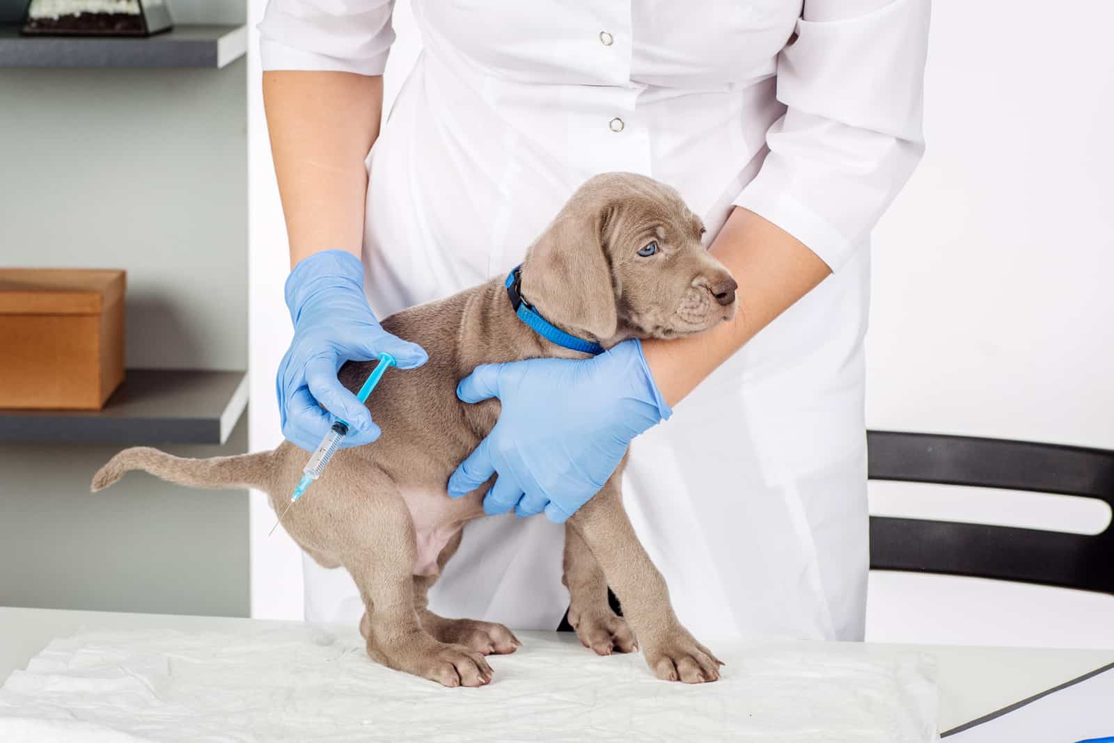 Veterinarian examining a dog in medical office