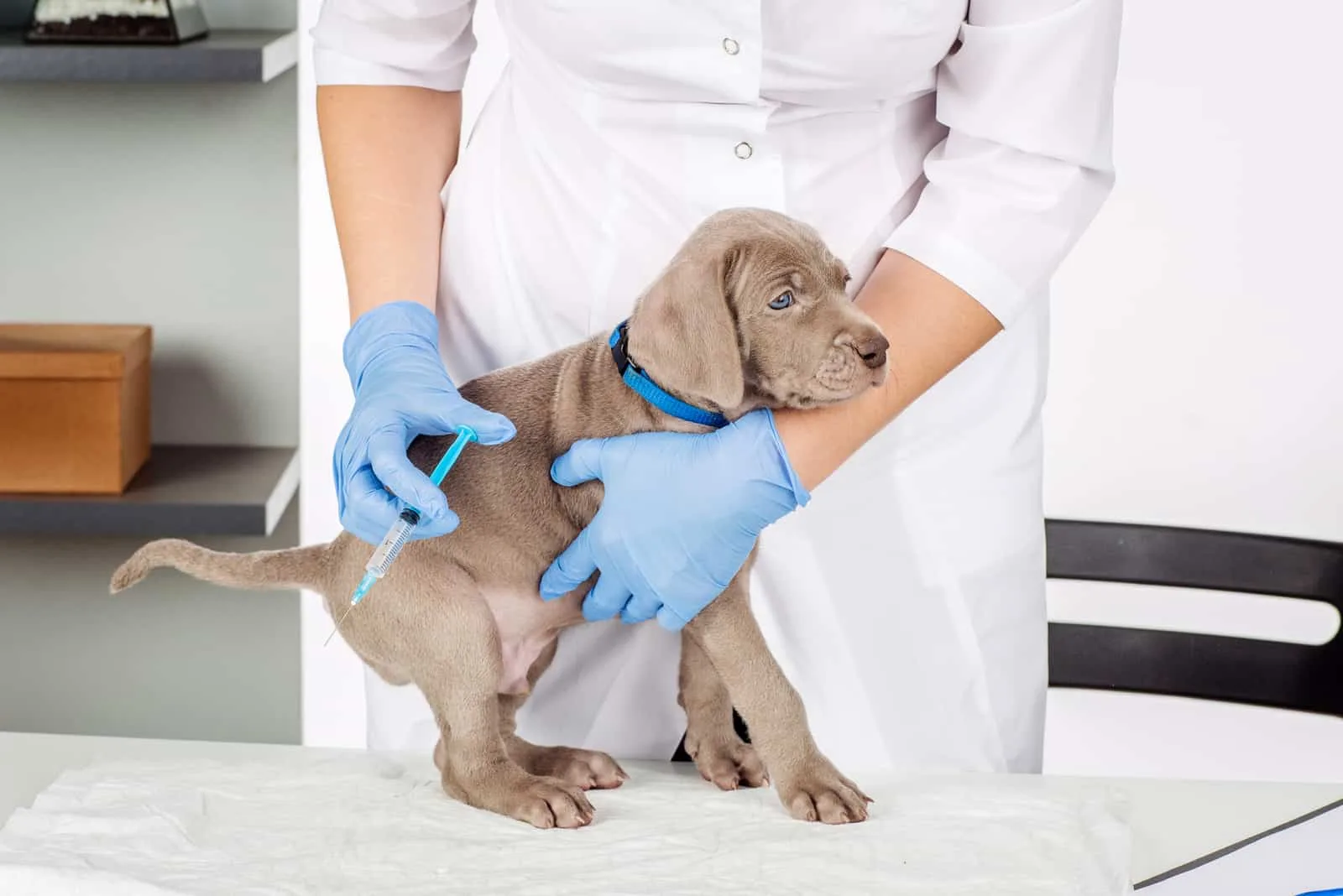Veterinarian examining a dog in medical office
