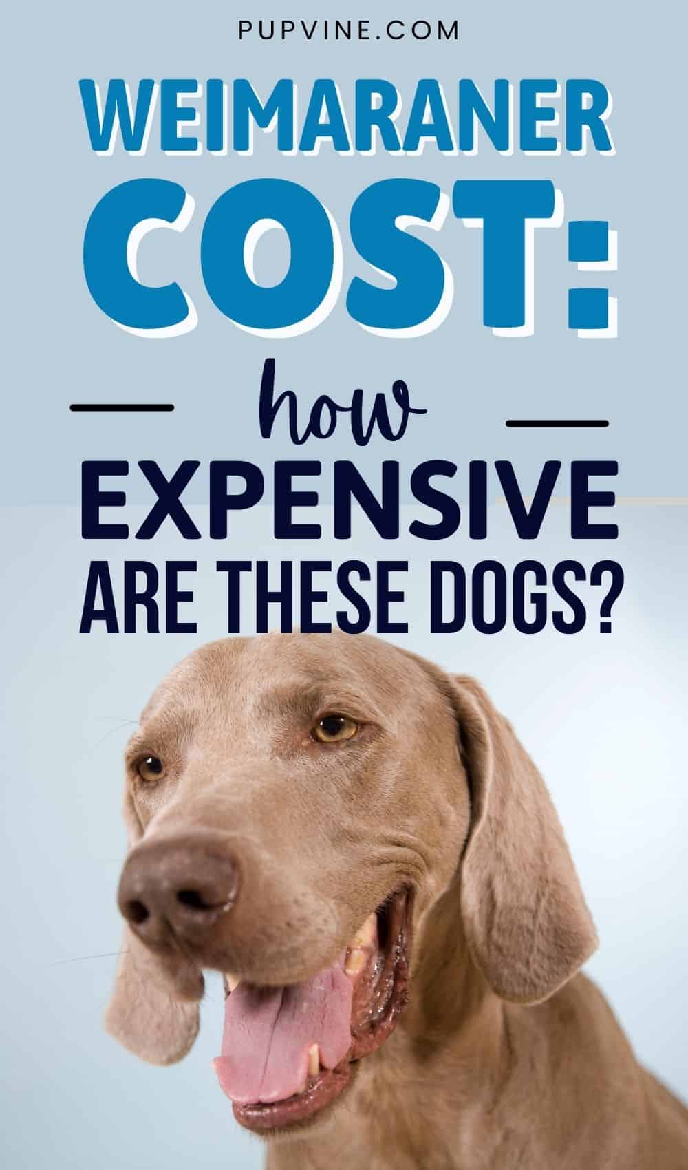 Weimaraner Cost How Expensive Are These Dogs