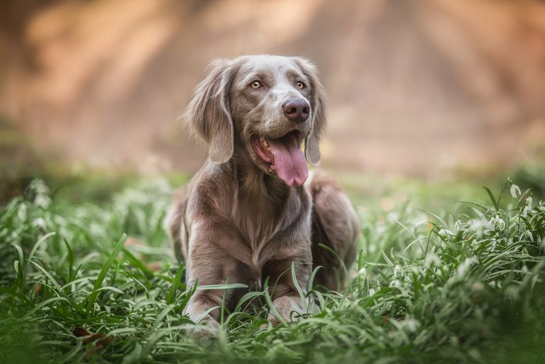 weimaraner dog lying on the grass