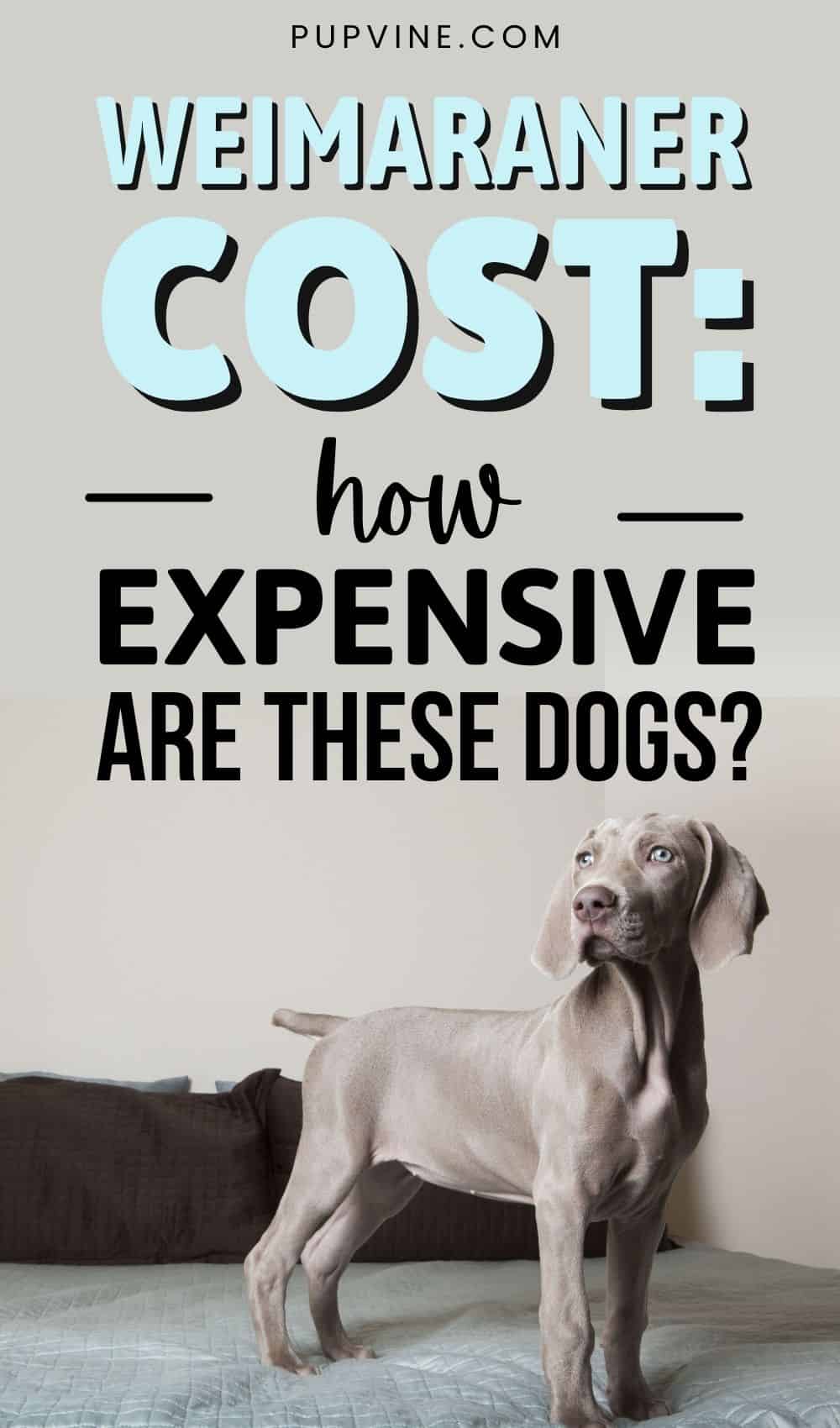 Weimaraner Cost: How Expensive Are These Dogs?