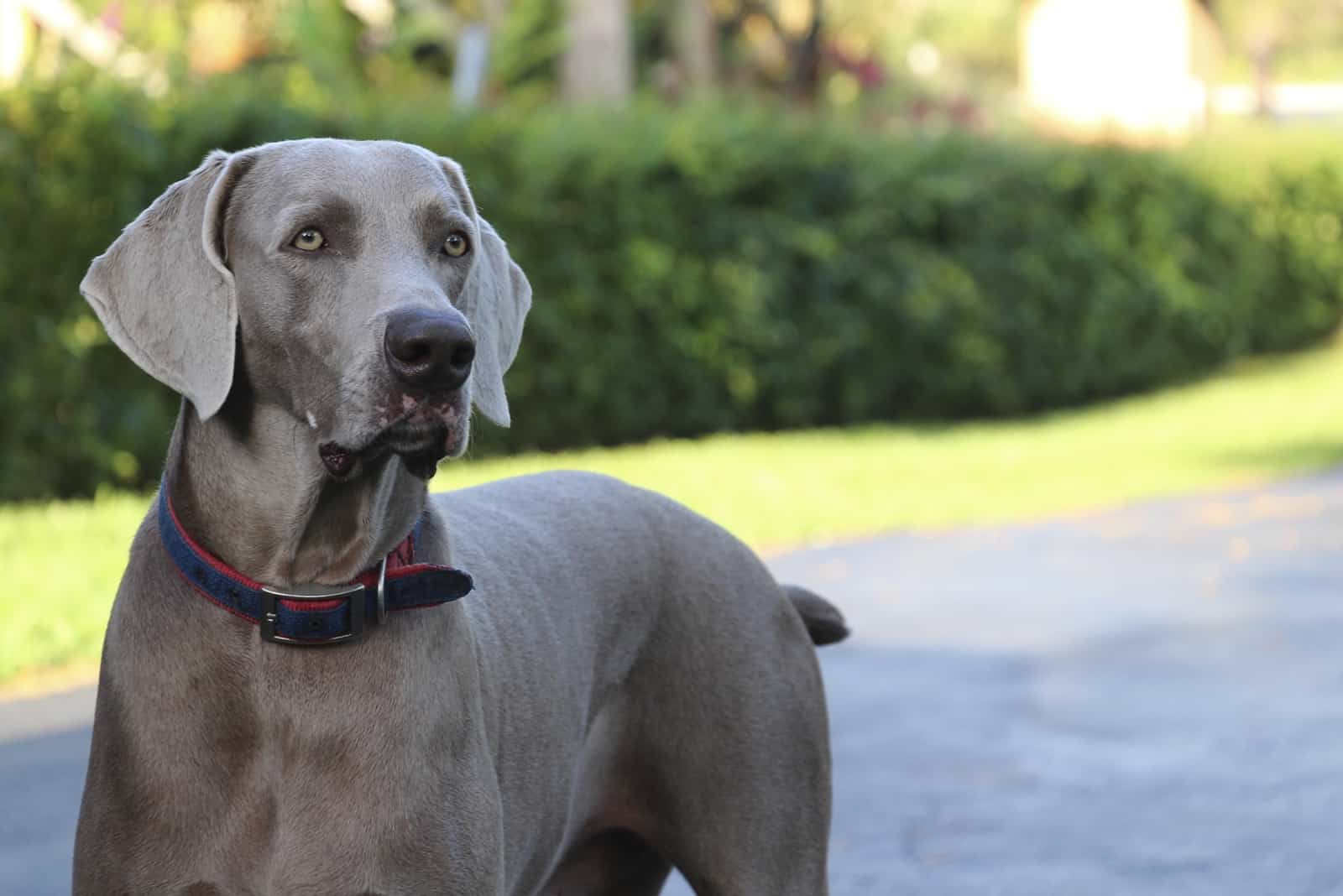 Weimaraner dog in grey color looking to his side with curiosity.