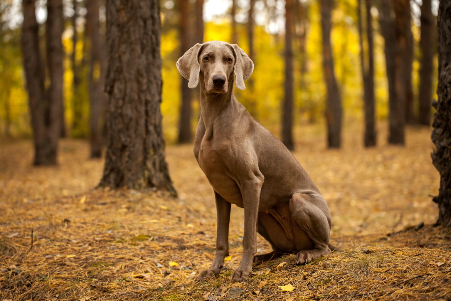 Weimaraner Cost Puppy Price, Care, Food, And Vet Bills