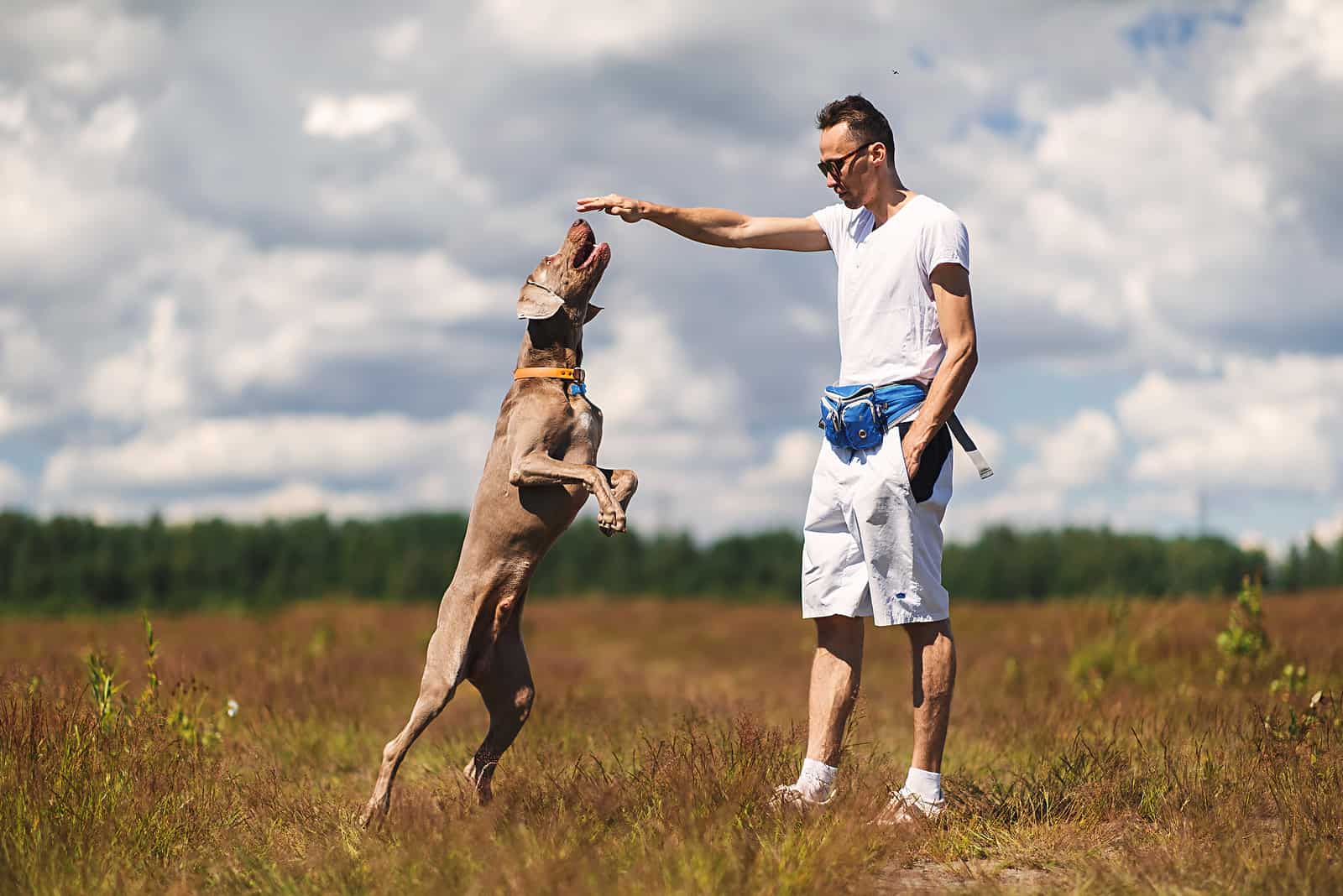 Weimaraner jumping on field and focused on hand of male owner